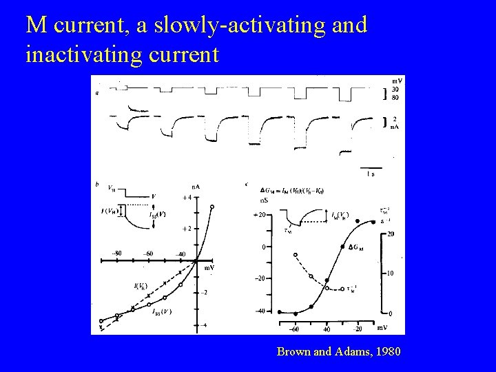 M current, a slowly-activating and inactivating current Brown and Adams, 1980 