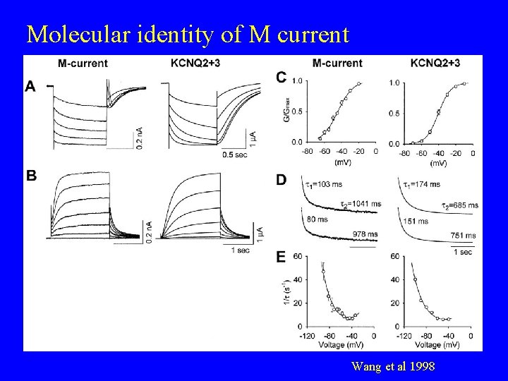 Molecular identity of M current Wang et al 1998 