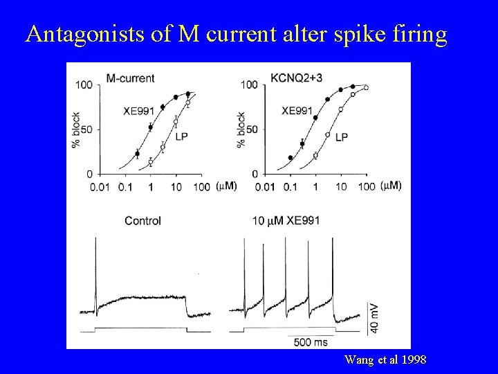 Antagonists of M current alter spike firing Wang et al 1998 