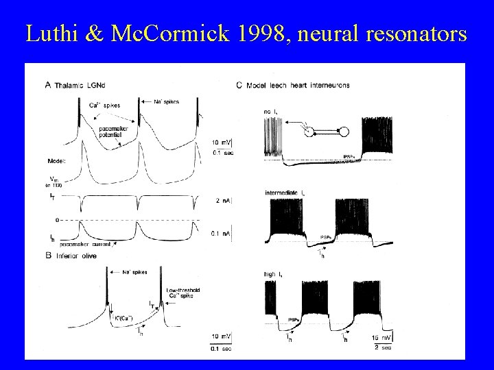 Luthi & Mc. Cormick 1998, neural resonators 