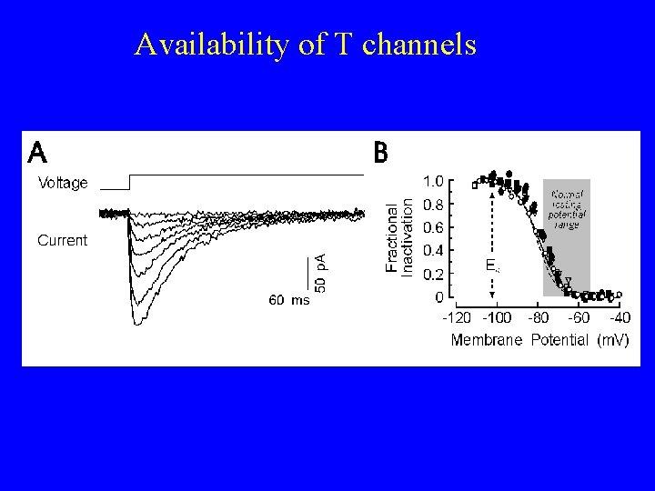 Availability of T channels 