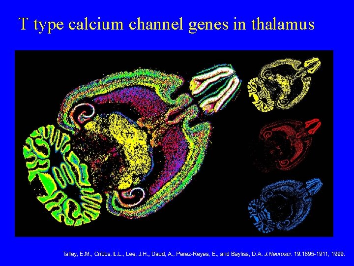 T type calcium channel genes in thalamus 