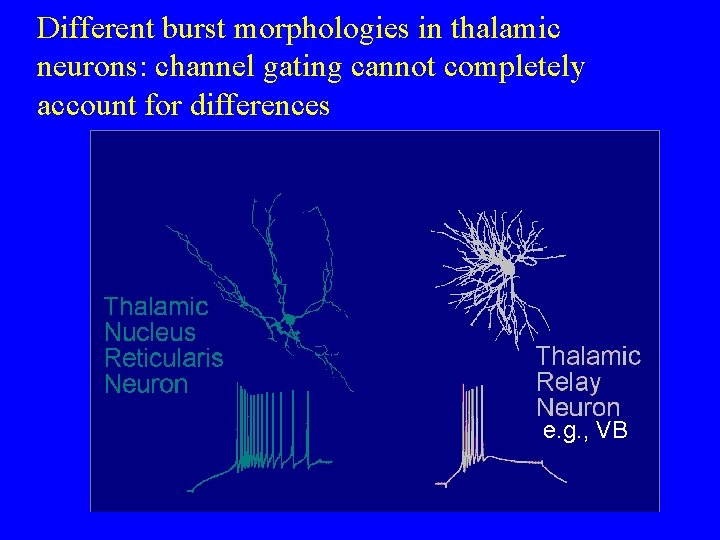 Different burst morphologies in thalamic neurons: channel gating cannot completely account for differences e.