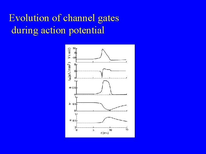 Evolution of channel gates during action potential 