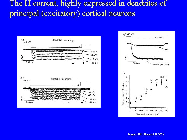 The H current, highly expressed in dendrites of principal (excitatory) cortical neurons Magee 1998