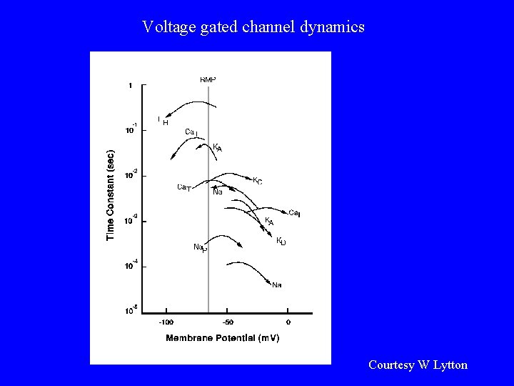 Voltage gated channel dynamics Courtesy W Lytton 