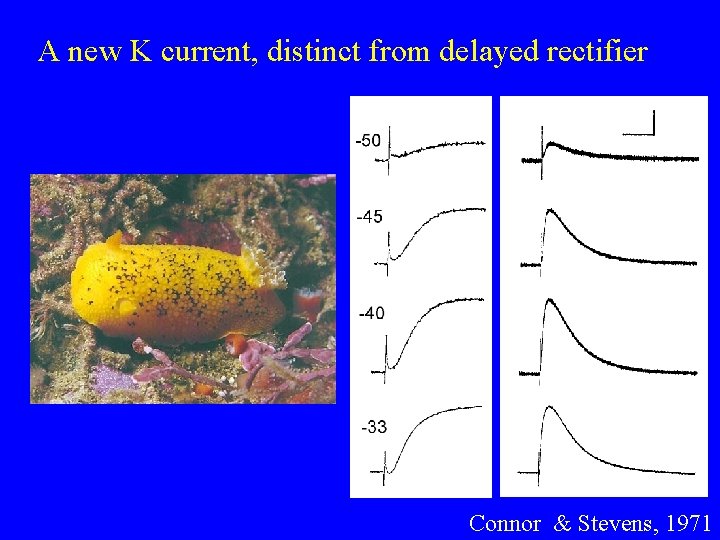 A new K current, distinct from delayed rectifier Connor & Stevens, 1971 