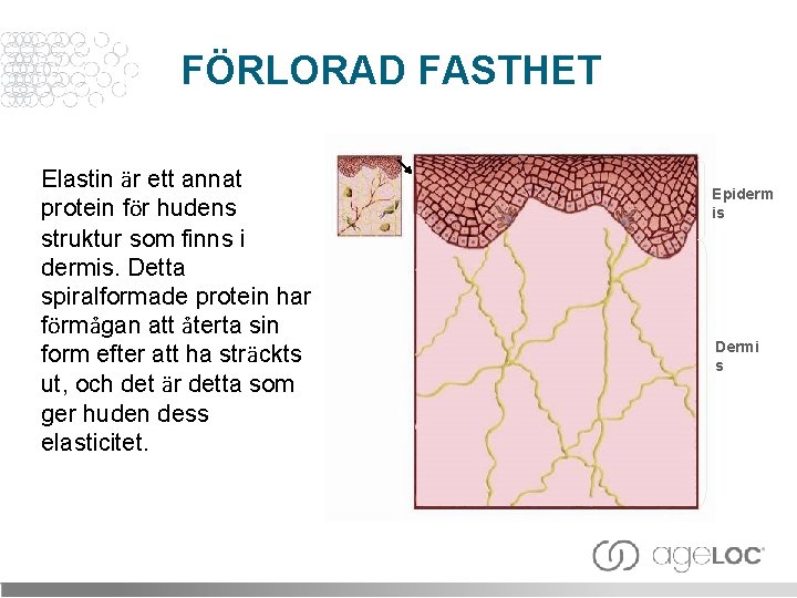 FÖRLORAD FASTHET Elastin är ett annat protein för hudens struktur som finns i dermis.