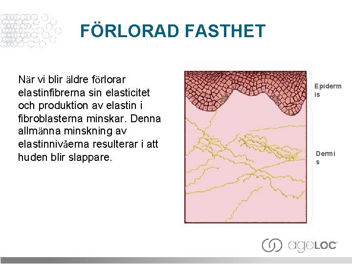 FÖRLORAD FASTHET När vi blir äldre förlorar elastinfibrerna sin elasticitet och produktion av elastin