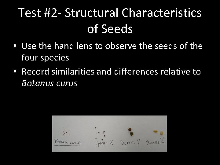 Test #2 - Structural Characteristics of Seeds • Use the hand lens to observe