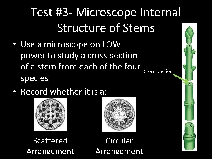 Test #3 - Microscope Internal Structure of Stems • Use a microscope on LOW