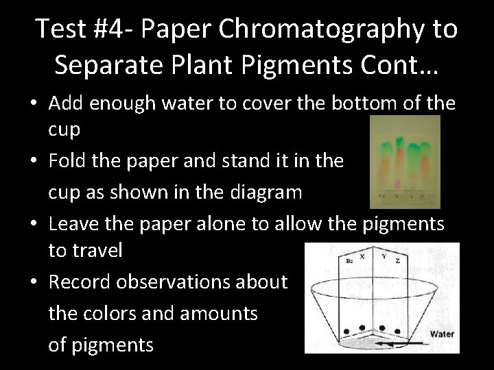 Test #4 - Paper Chromatography to Separate Plant Pigments Cont… • Add enough water