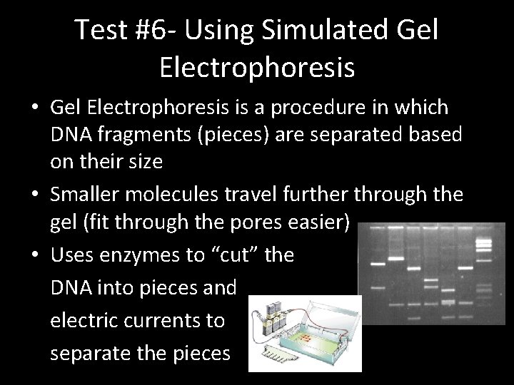 Test #6 - Using Simulated Gel Electrophoresis • Gel Electrophoresis is a procedure in