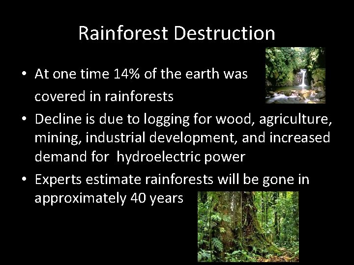 Rainforest Destruction • At one time 14% of the earth was covered in rainforests