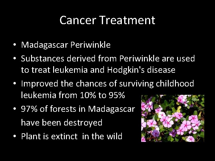 Cancer Treatment • Madagascar Periwinkle • Substances derived from Periwinkle are used to treat