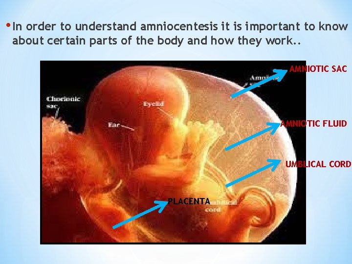  • In order to understand amniocentesis it is important to know about certain