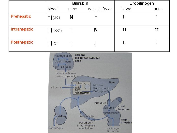 blood Bilirubin urine deriv. in feces Urobilinogen blood urine Prehepatic ↑↑(UC) N ↑ ↑