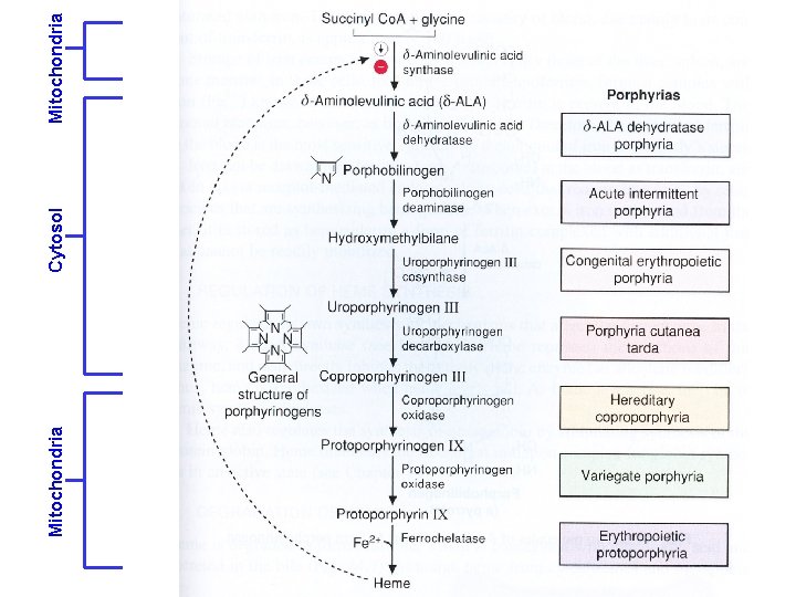 Mitochondria Cytosol Mitochondria 