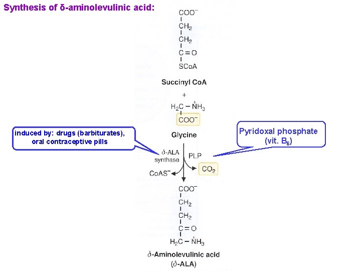 Synthesis of δ-aminolevulinic acid: induced by: drugs (barbiturates), oral contraceptive pills Pyridoxal phosphate (vit.