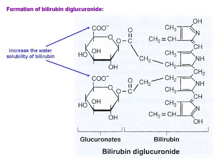 Formation of bilirubin diglucuronide: increase the water solubility of bilirubin 