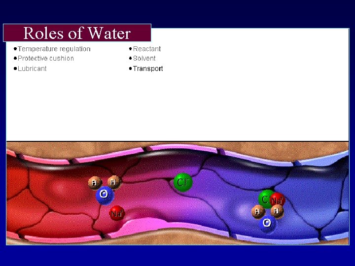 Roles of Water 