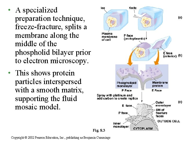  • A specialized preparation technique, freeze-fracture, splits a membrane along the middle of