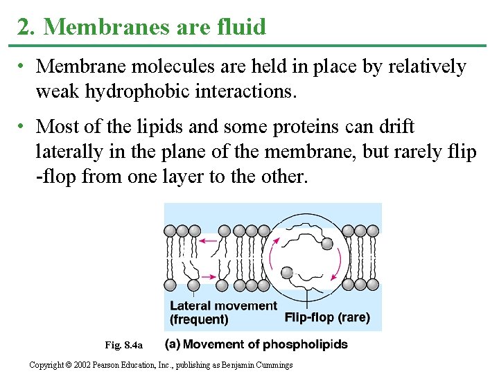 2. Membranes are fluid • Membrane molecules are held in place by relatively weak