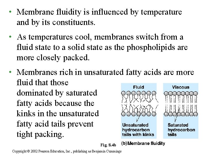  • Membrane fluidity is influenced by temperature and by its constituents. • As