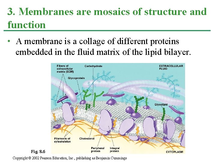 3. Membranes are mosaics of structure and function • A membrane is a collage