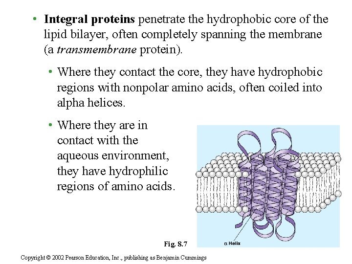  • Integral proteins penetrate the hydrophobic core of the lipid bilayer, often completely