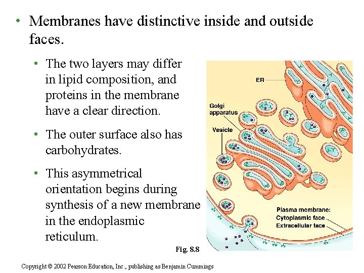  • Membranes have distinctive inside and outside faces. • The two layers may
