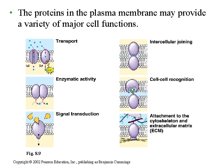  • The proteins in the plasma membrane may provide a variety of major