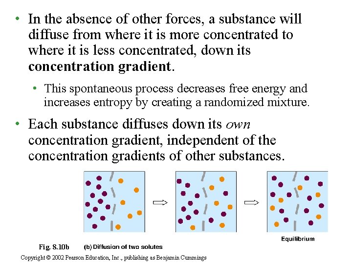  • In the absence of other forces, a substance will diffuse from where