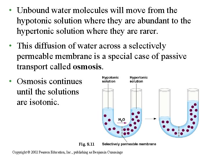  • Unbound water molecules will move from the hypotonic solution where they are
