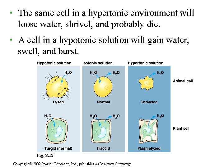  • The same cell in a hypertonic environment will loose water, shrivel, and