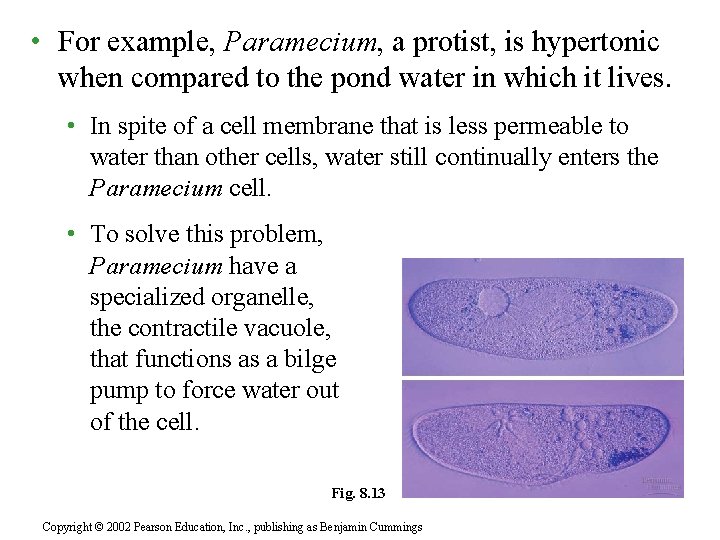  • For example, Paramecium, a protist, is hypertonic when compared to the pond