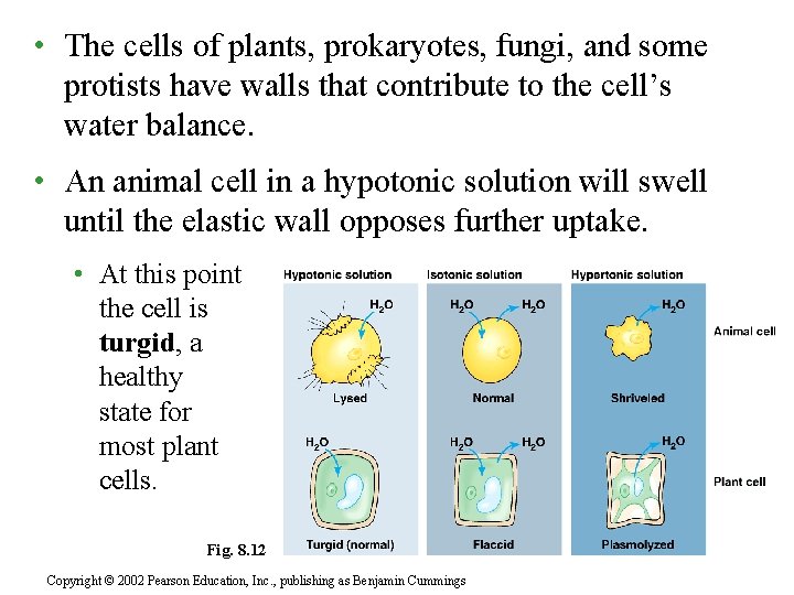  • The cells of plants, prokaryotes, fungi, and some protists have walls that