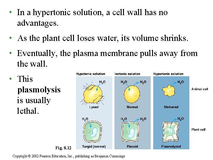  • In a hypertonic solution, a cell wall has no advantages. • As