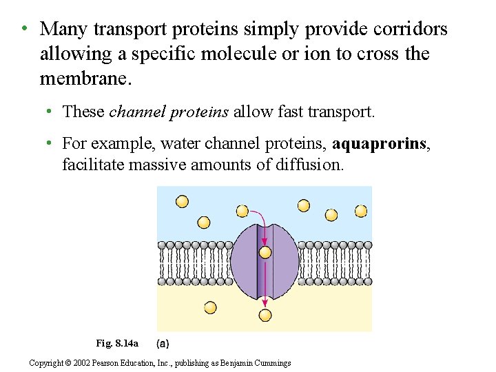  • Many transport proteins simply provide corridors allowing a specific molecule or ion