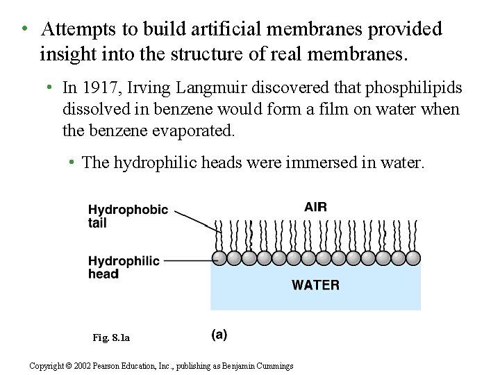  • Attempts to build artificial membranes provided insight into the structure of real