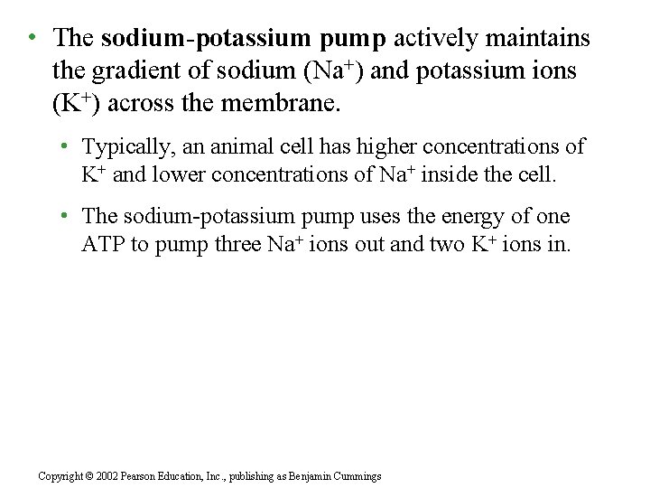  • The sodium-potassium pump actively maintains the gradient of sodium (Na+) and potassium