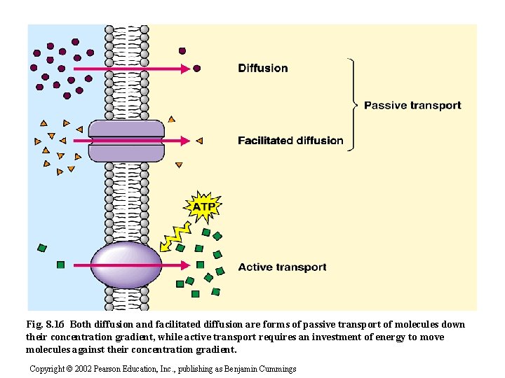Fig. 8. 16 Both diffusion and facilitated diffusion are forms of passive transport of