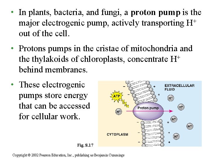  • In plants, bacteria, and fungi, a proton pump is the major electrogenic