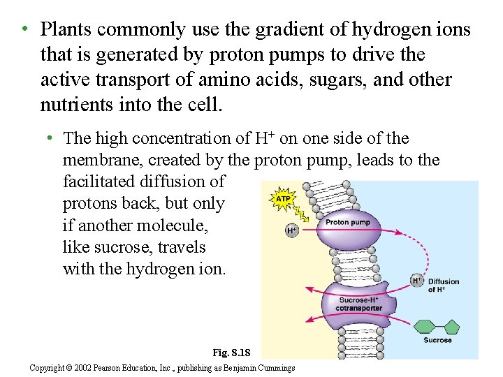  • Plants commonly use the gradient of hydrogen ions that is generated by