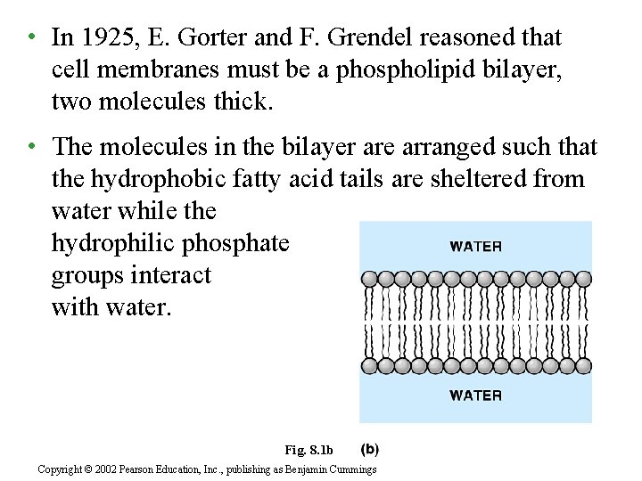  • In 1925, E. Gorter and F. Grendel reasoned that cell membranes must