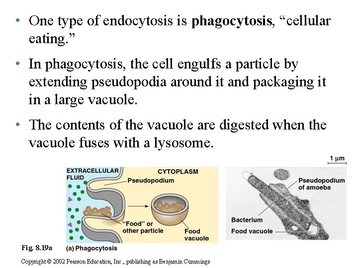  • One type of endocytosis is phagocytosis, “cellular eating. ” • In phagocytosis,