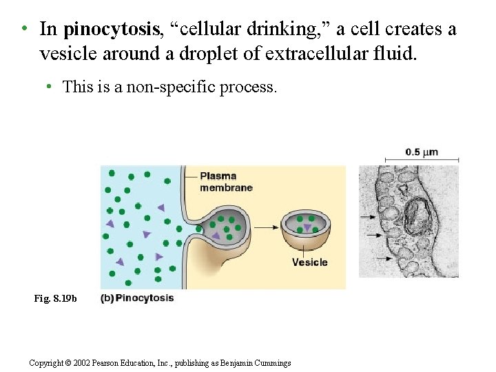  • In pinocytosis, “cellular drinking, ” a cell creates a vesicle around a