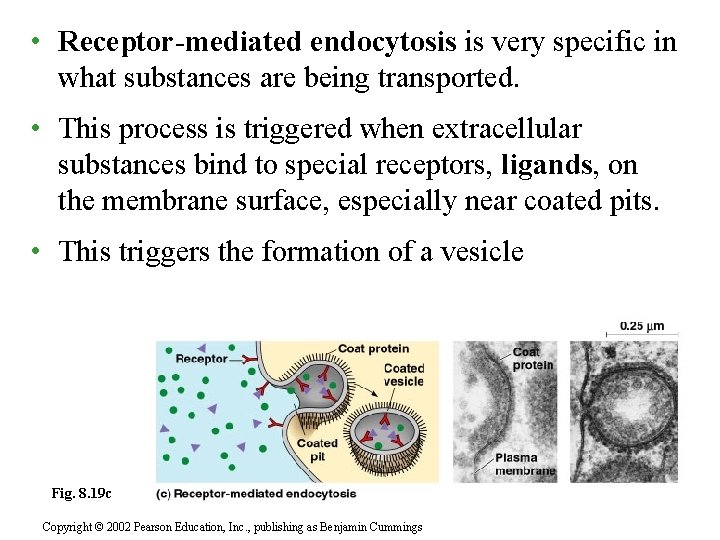  • Receptor-mediated endocytosis is very specific in what substances are being transported. •