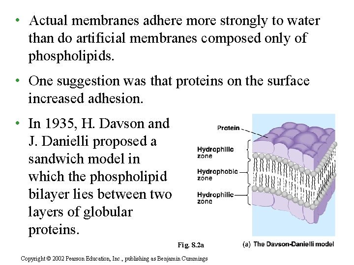  • Actual membranes adhere more strongly to water than do artificial membranes composed