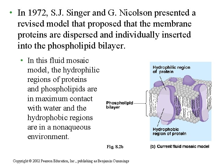  • In 1972, S. J. Singer and G. Nicolson presented a revised model